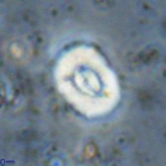 Watznaueria paenepelagicus VR 20482