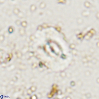 Watznaueria paenepelagicus VR 20484