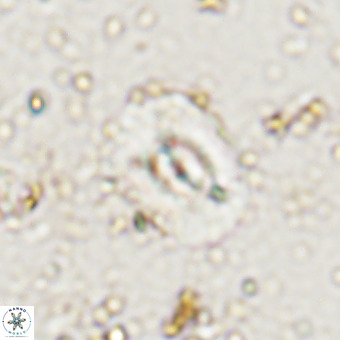 Watznaueria paenepelagicus VR 20484