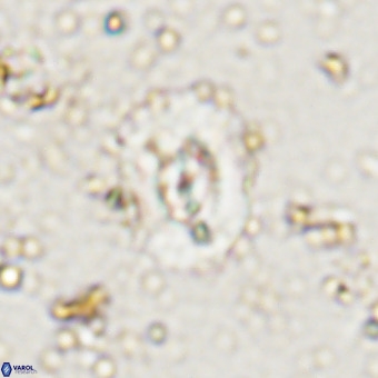 Watznaueria paenepelagicus VR 20485