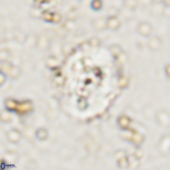 Watznaueria paenepelagicus VR 20487