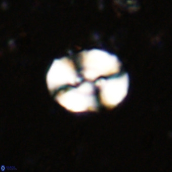 Watznaueria paenepelagicus VR 20491