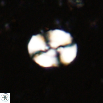 Watznaueria paenepelagicus VR 20491
