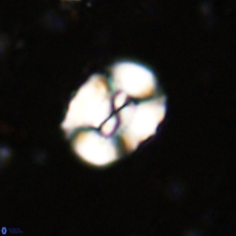 Watznaueria paenepelagicus VR 20495