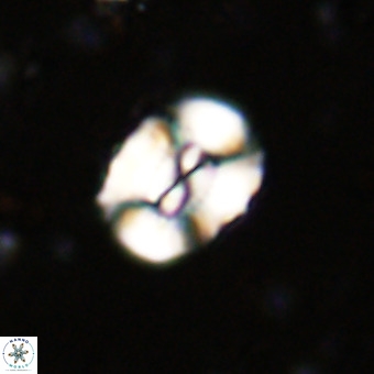 Watznaueria paenepelagicus VR 20495