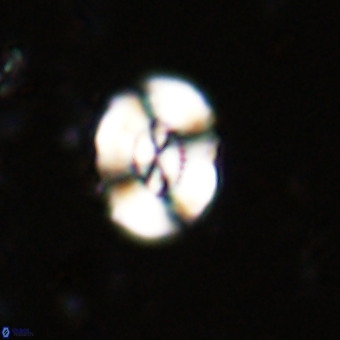 Watznaueria paenepelagicus VR 20496