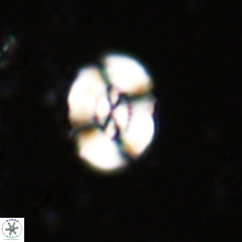 Watznaueria paenepelagicus VR 20496