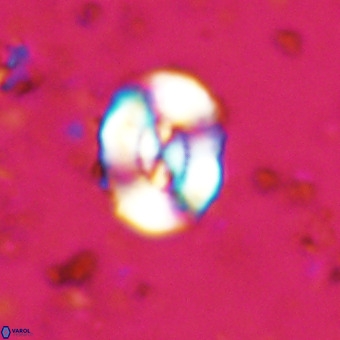 Watznaueria paenepelagicus VR 20497