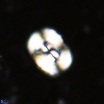 Watznaueria paenepelagicus VR 20499