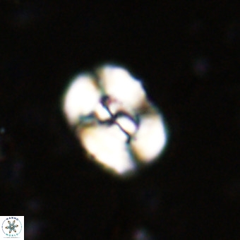 Watznaueria paenepelagicus VR 20499