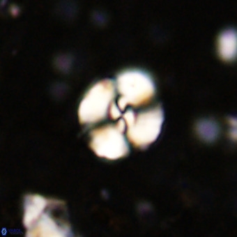 Watznaueria paenepelagicus VR 20403