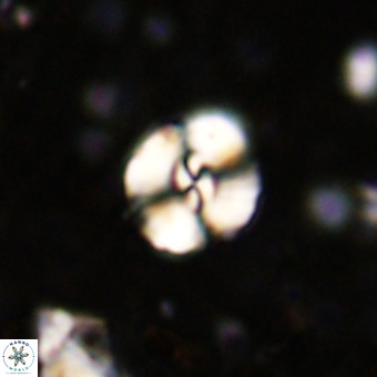 Watznaueria paenepelagicus VR 20403