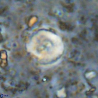 Watznaueria paenepelagicus VR 20407