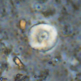 Watznaueria paenepelagicus VR 20409