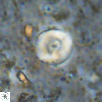 Watznaueria paenepelagicus VR 20409