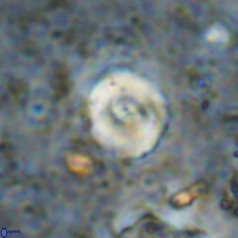 Watznaueria paenepelagicus VR 20412