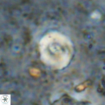 Watznaueria paenepelagicus VR 20412
