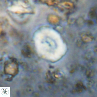 Watznaueria paenepelagicus VR 20593