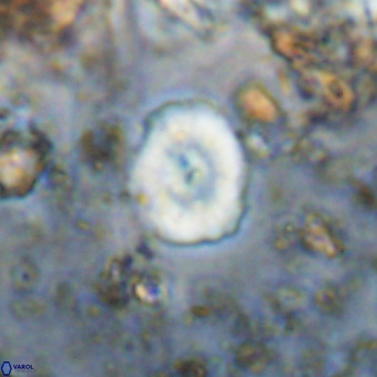 Watznaueria paenepelagicus VR 20594