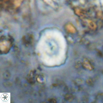 Watznaueria paenepelagicus VR 20594