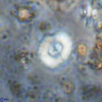 Watznaueria paenepelagicus VR 20597