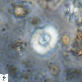 Watznaueria paenepelagicus VR 20597