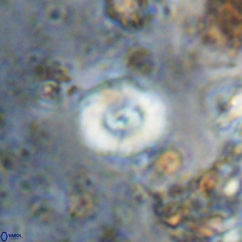Watznaueria paenepelagicus VR 20598