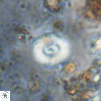 Watznaueria paenepelagicus VR 20598