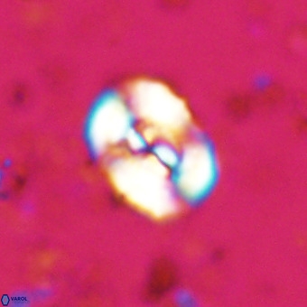 Watznaueria paenepelagicus VR 20501