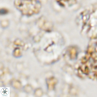 Watznaueria paenepelagicus VR 20600