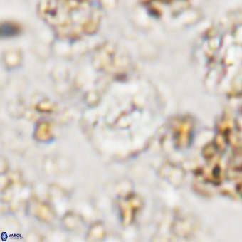 Watznaueria paenepelagicus VR 20601