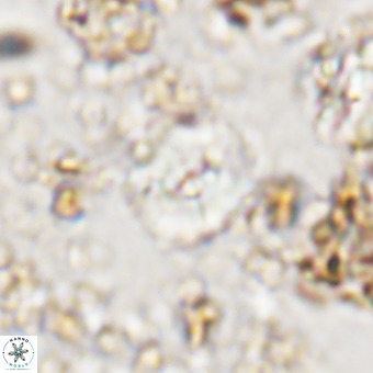 Watznaueria paenepelagicus VR 20601