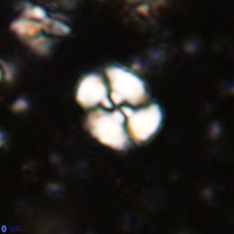 Watznaueria paenepelagicus VR 20604