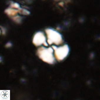 Watznaueria paenepelagicus VR 20604