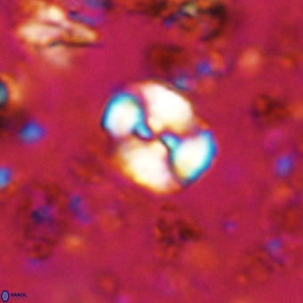 Watznaueria paenepelagicus VR 20605