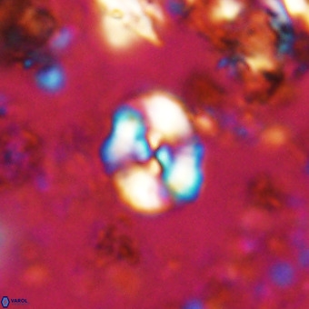 Watznaueria paenepelagicus VR 20606