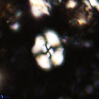 Watznaueria paenepelagicus VR 20607