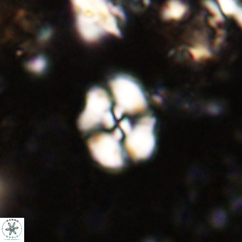 Watznaueria paenepelagicus VR 20607