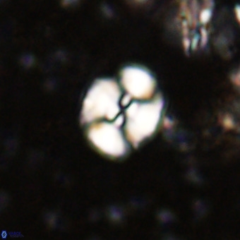 Watznaueria paenepelagicus VR 20608