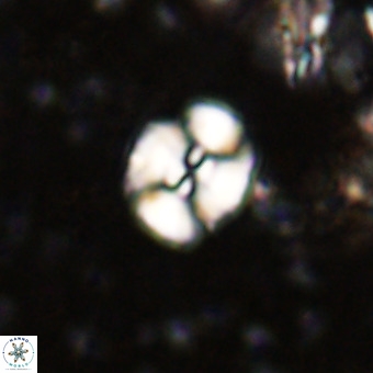 Watznaueria paenepelagicus VR 20608