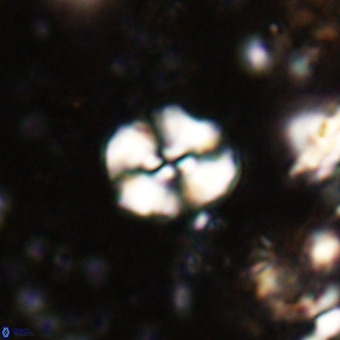 Watznaueria paenepelagicus VR 20611