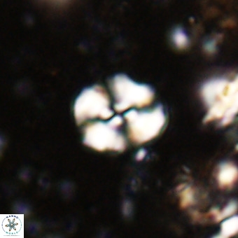 Watznaueria paenepelagicus VR 20611