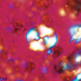 Watznaueria paenepelagicus VR 20612