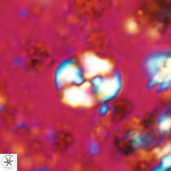 Watznaueria paenepelagicus VR 20612