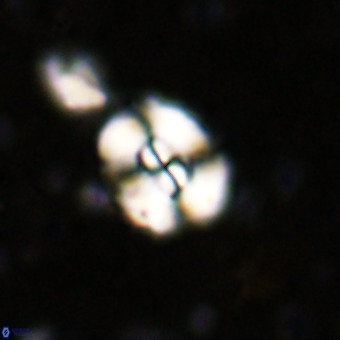 Watznaueria paenepelagicus VR 20742