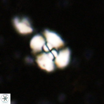 Watznaueria paenepelagicus VR 20742