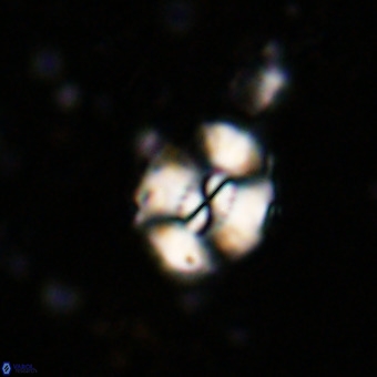 Watznaueria paenepelagicus VR 20747