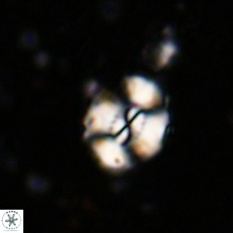 Watznaueria paenepelagicus VR 20747