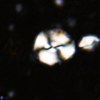 Watznaueria paenepelagicus VR 20749