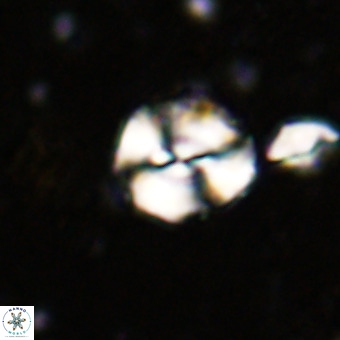 Watznaueria paenepelagicus VR 20749